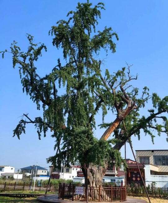 白果树（银杏）好不好？结果年限、经济价值与苗木选购全攻略