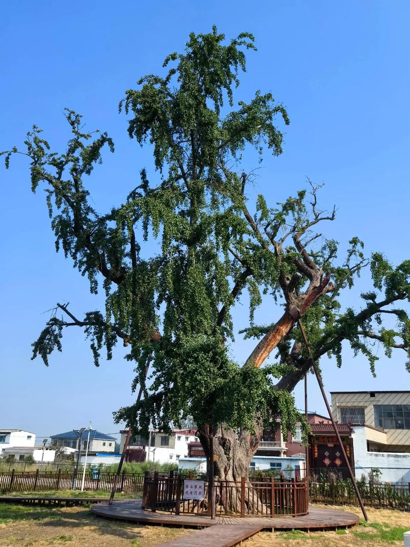 白果树（银杏）好不好？结果年限、经济价值与苗木选购全攻略