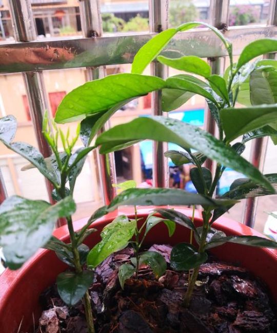 柚子小苗是什么样的？从形态特征到选购指南全解析