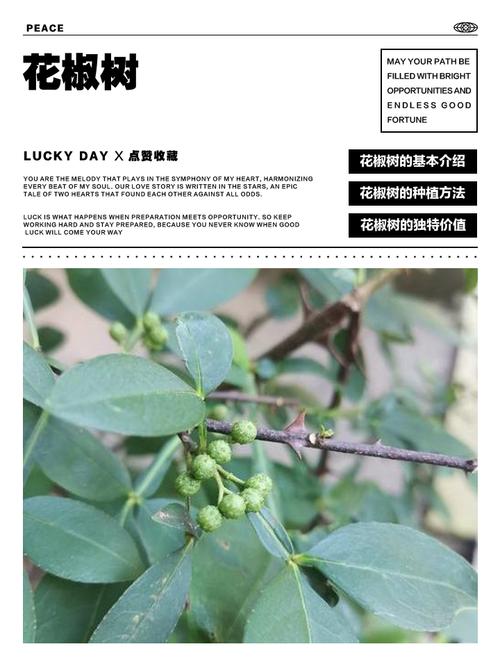 如何科学采购花椒苗:一份避开虚假渠道的核查指南 结论:综合评估,做出明智决策