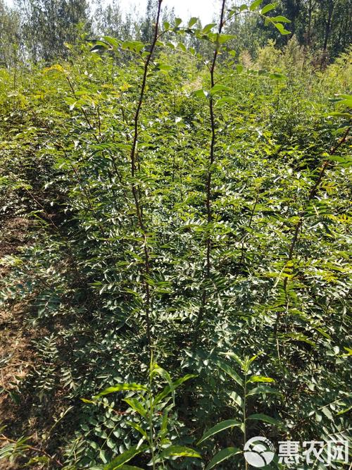 如何科学采购花椒苗:一份避开虚假渠道的核查指南 第四步:售后补苗政策审核与书面约定