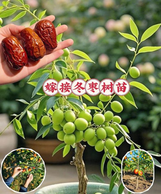 枣树嫁接最佳时间与全流程操作指南