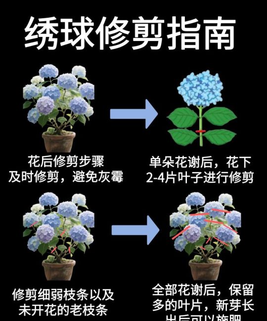 绣球花老枝怎么修剪？老桩绣球花修剪技巧与促花方法