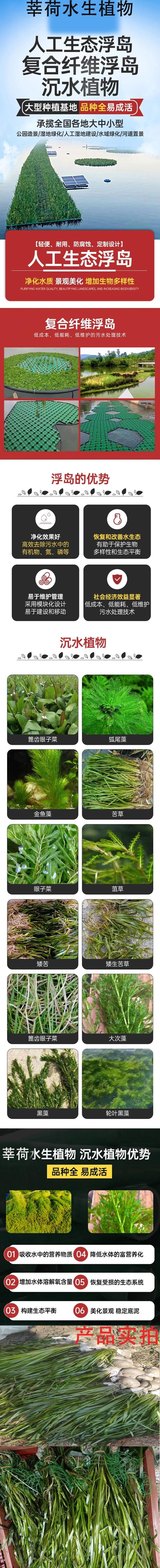 苦草是什么植物——沉水水草的特征、种植与净化应用指南 形态特征与识别参数