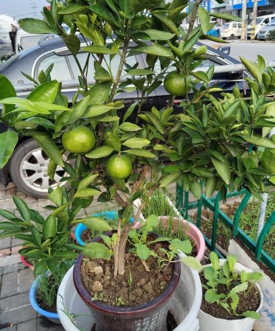 橘子种子种出来的树苗会结果吗？实生苗与嫁接苗的区别及养护指南