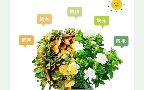 栀子花黄叶对照图与原因分析：从水肥到土壤的全方位诊断指南