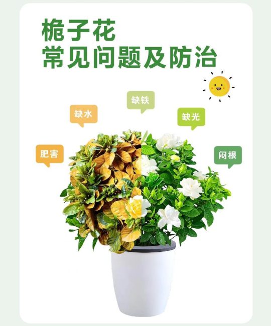 栀子花黄叶对照图与原因分析：从水肥到土壤的全方位诊断指南