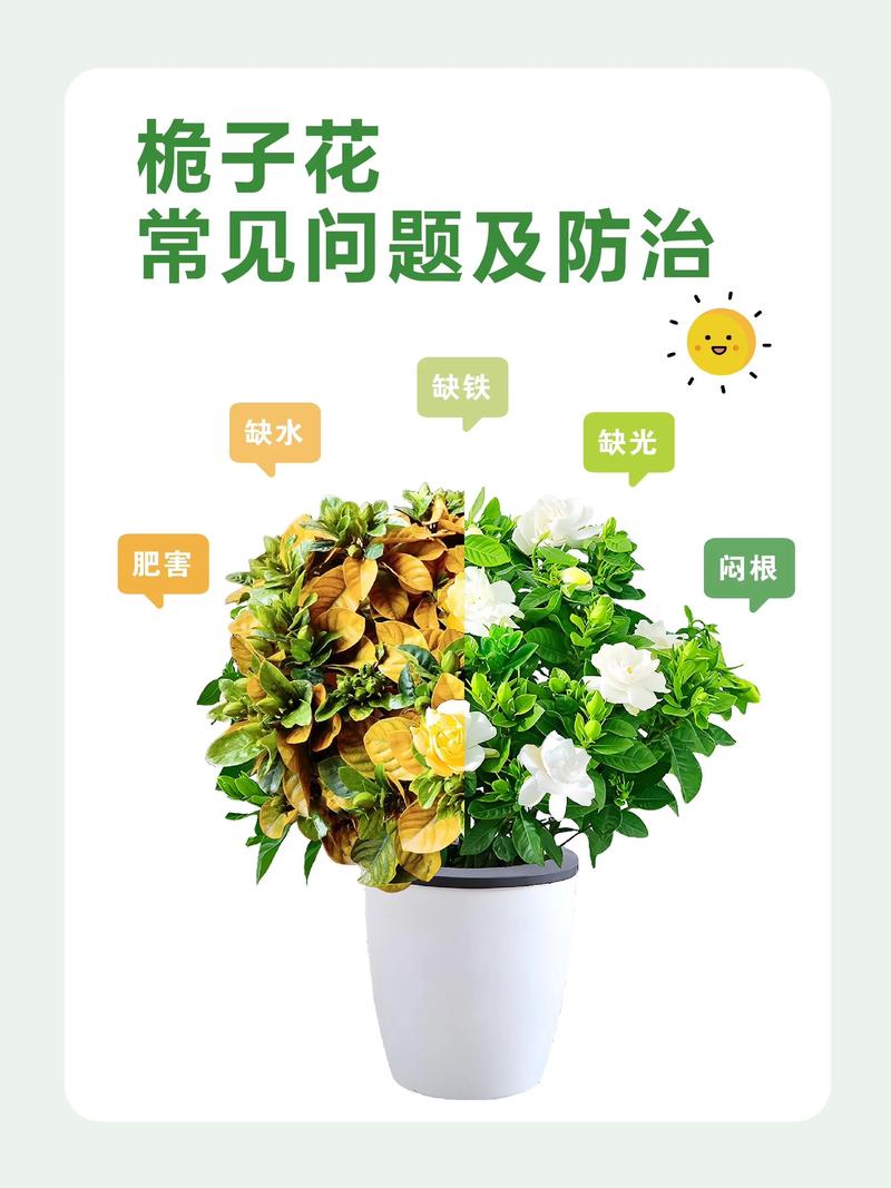 栀子花黄叶对照图与原因分析:从水肥到土壤的全方位诊断指南 栀子花黄叶对照图与原因分析:从水肥到土壤的全方位诊断指南