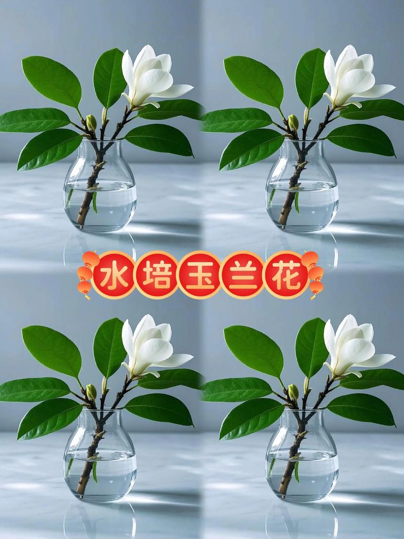 家里养水培玉兰花好吗?先说结论 如果你坚持在家水培,怎么做更稳妥