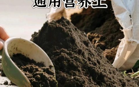 花卉营养土可以种菜吗？答案是肯定的，但需要这样做（附实操改良方案）