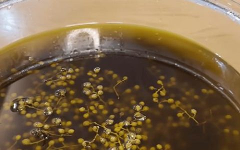 怎么做青花椒油？从自家阳台到厨房的完整教程
