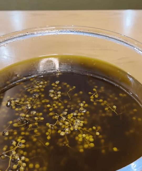 怎么做青花椒油？从自家阳台到厨房的完整教程