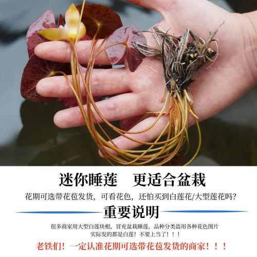 睡莲水深1米多可以种吗?深度解析与实操指南 如何正确种植1米深水位的睡莲