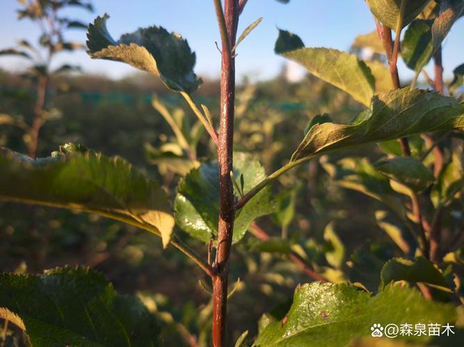 适宜时间：秋季种植，南北差15天