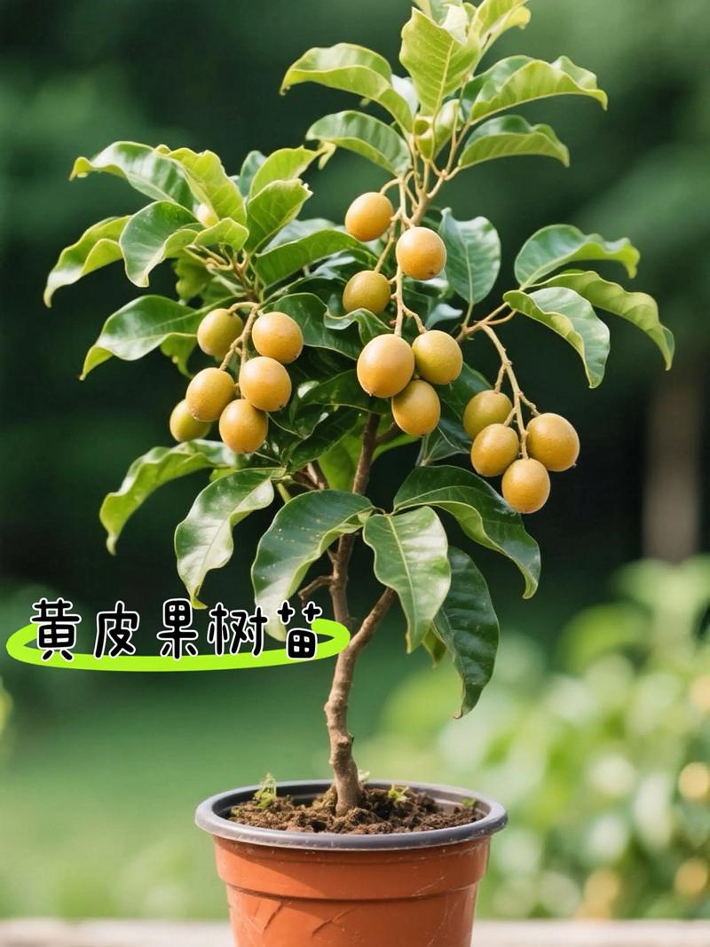 栽前处理：苗木质量决定成败