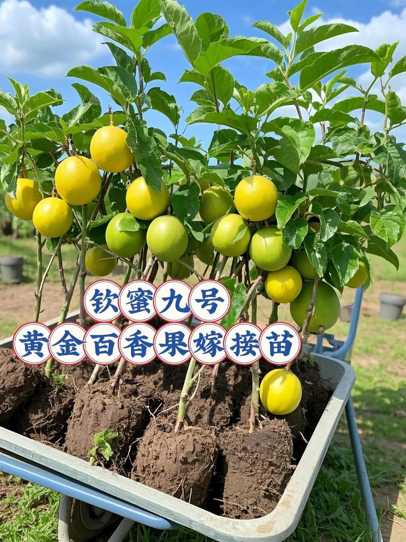 缓苗管理：前3-5天是关键期