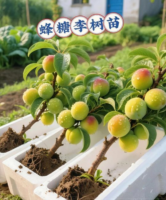 冰糖李子苗多少钱一株？2026年最新价格参考与选购指南