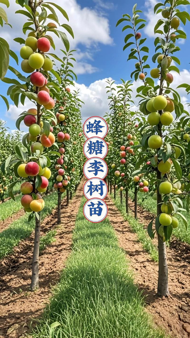 影响价格的第一大因素：规格与苗龄