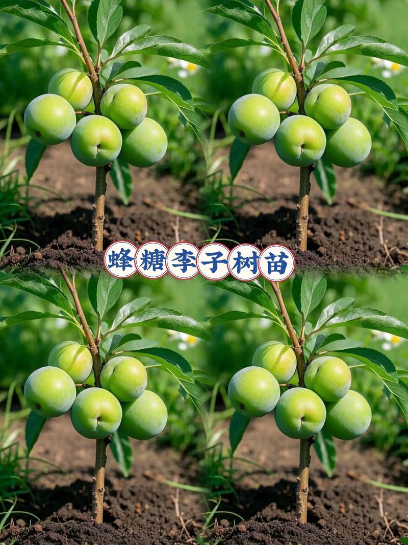 采购指南：如何判断优质冰糖李子苗？