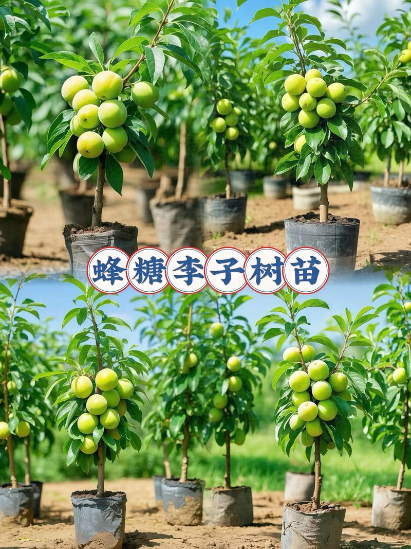 常见问题（FAQ）