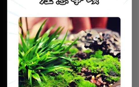 菖蒲怎么种植和养护？从栽种到日常管理全攻略