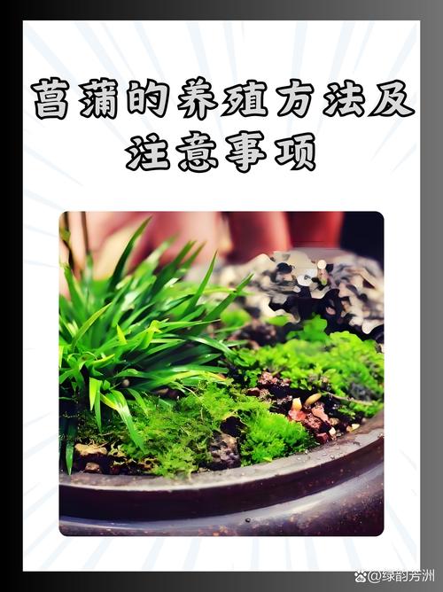 菖蒲怎么种植和养护?从栽种到日常管理全攻略 菖蒲怎么种植和养护?从栽种到日常管理全攻略