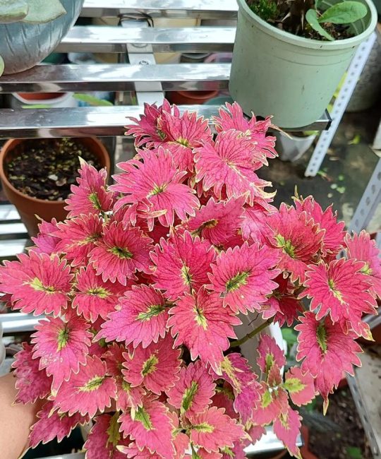 彩叶草多少钱？2024年最新价格参考与影响因素全解析