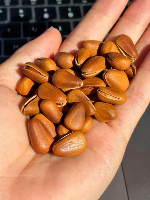 松子有多少种?一文带你认识世界各地的松子 二、主要食用松子种类一览