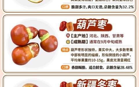 最甜的枣子是什么品种？2026年高甜度鲜食枣品种对比指南