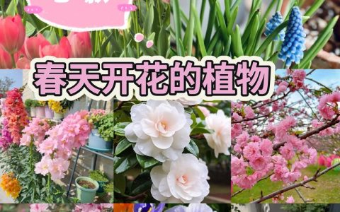 植物开花和什么有关？揭秘影响花期的6大关键因素（附促花指南）