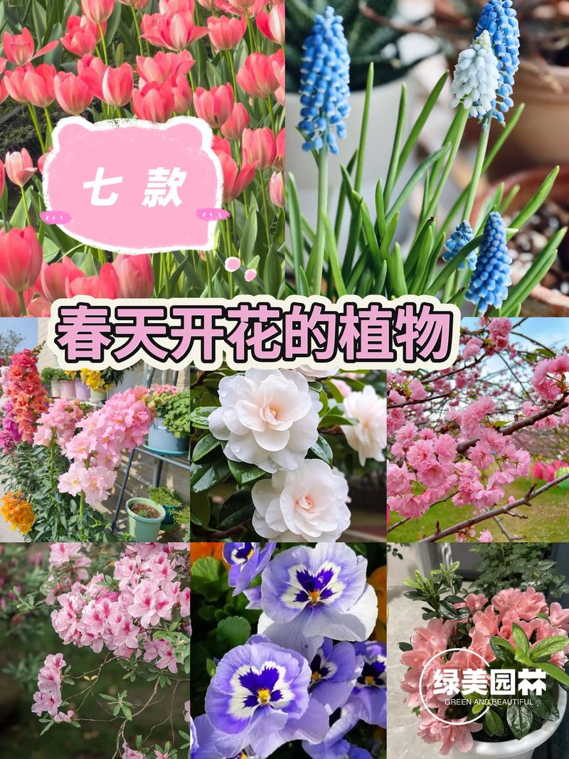 植物开花和什么有关?揭秘影响花期的6大关键因素(附促花指南) 植物开花和什么有关?揭秘影响花期的6大关键因素(附促花指南)