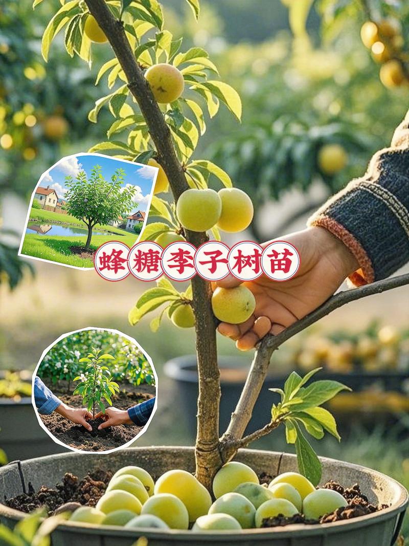 山杏砧木嫁接的李子最好吃:风味与产量结合的黄金选择 山杏砧木嫁接的李子甜度更高,香气更浓
