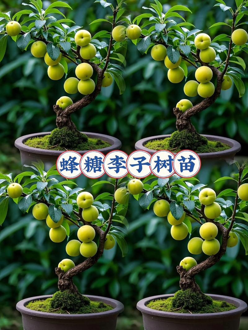 山杏砧木嫁接的李子最好吃:风味与产量结合的黄金选择 采购砧木苗时的“一看二看三原则”