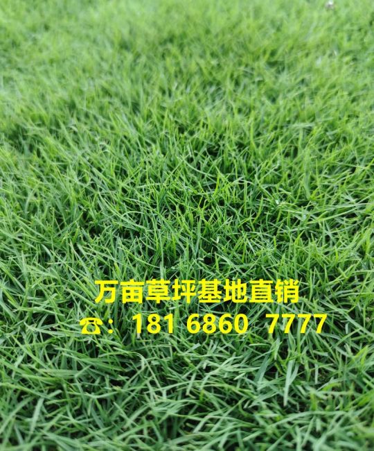 草皮养护价格多少钱一个平方？2025年费用参考与影响因素解析