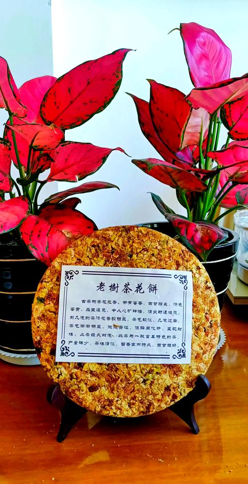 古树茶的特点和功效是什么?详解云南大叶种古树普洱茶 古树茶的特点和功效是什么?详解云南大叶种古树普洱茶