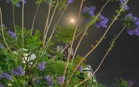 蓝花楹是樱花吗？一文讲清两种乔木的树形、应用与移栽养护区别