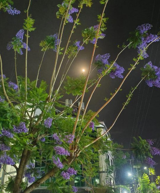 蓝花楹是樱花吗？一文讲清两种乔木的树形、应用与移栽养护区别