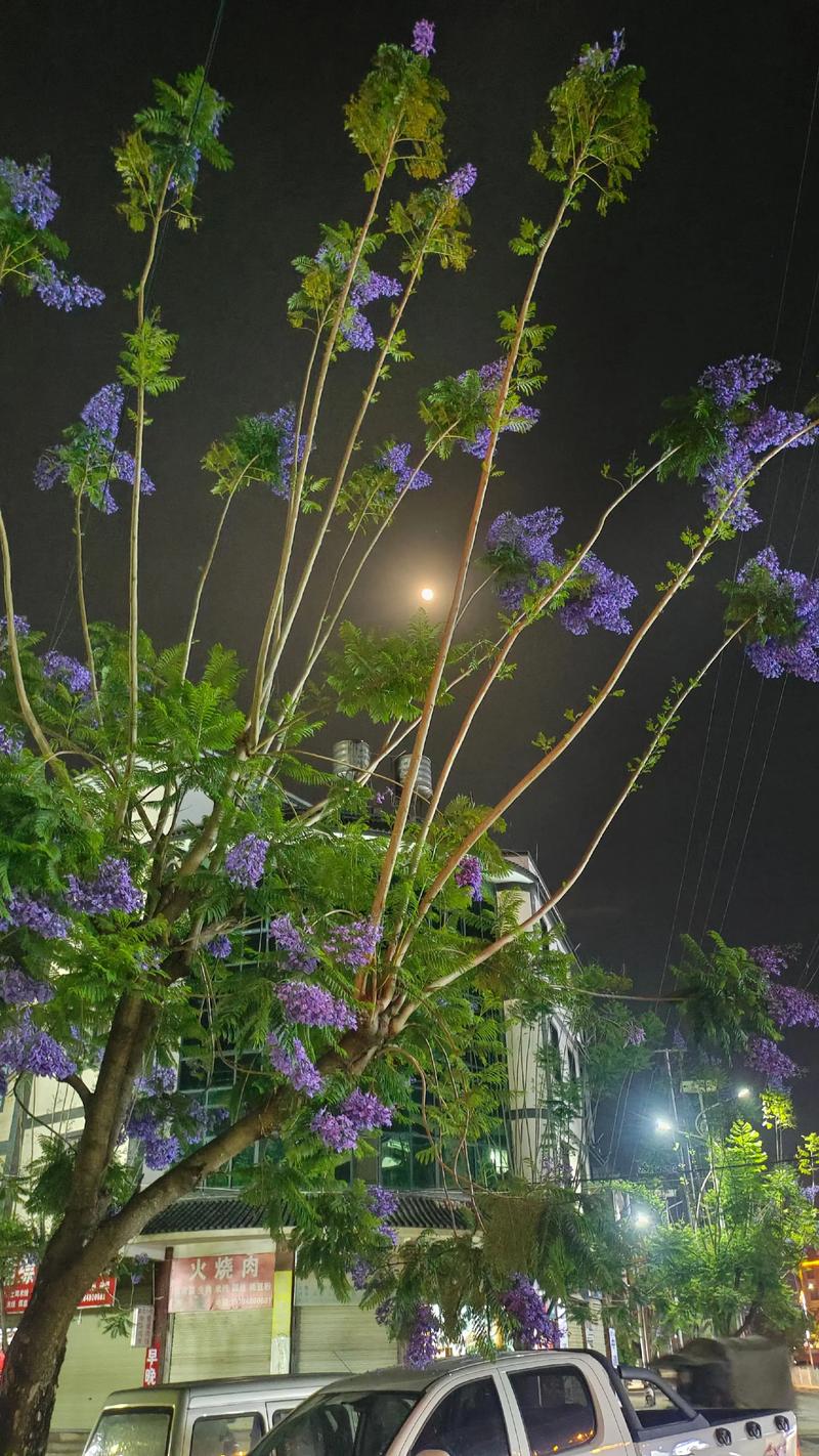 蓝花楹与樱花的树形与遮荫能力评估