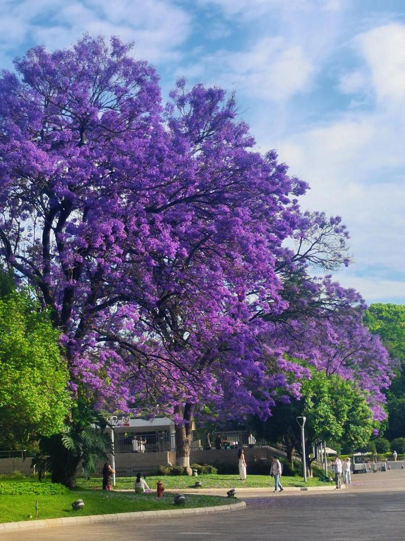 行道树与庭院规格选型：蓝花楹 vs 樱花