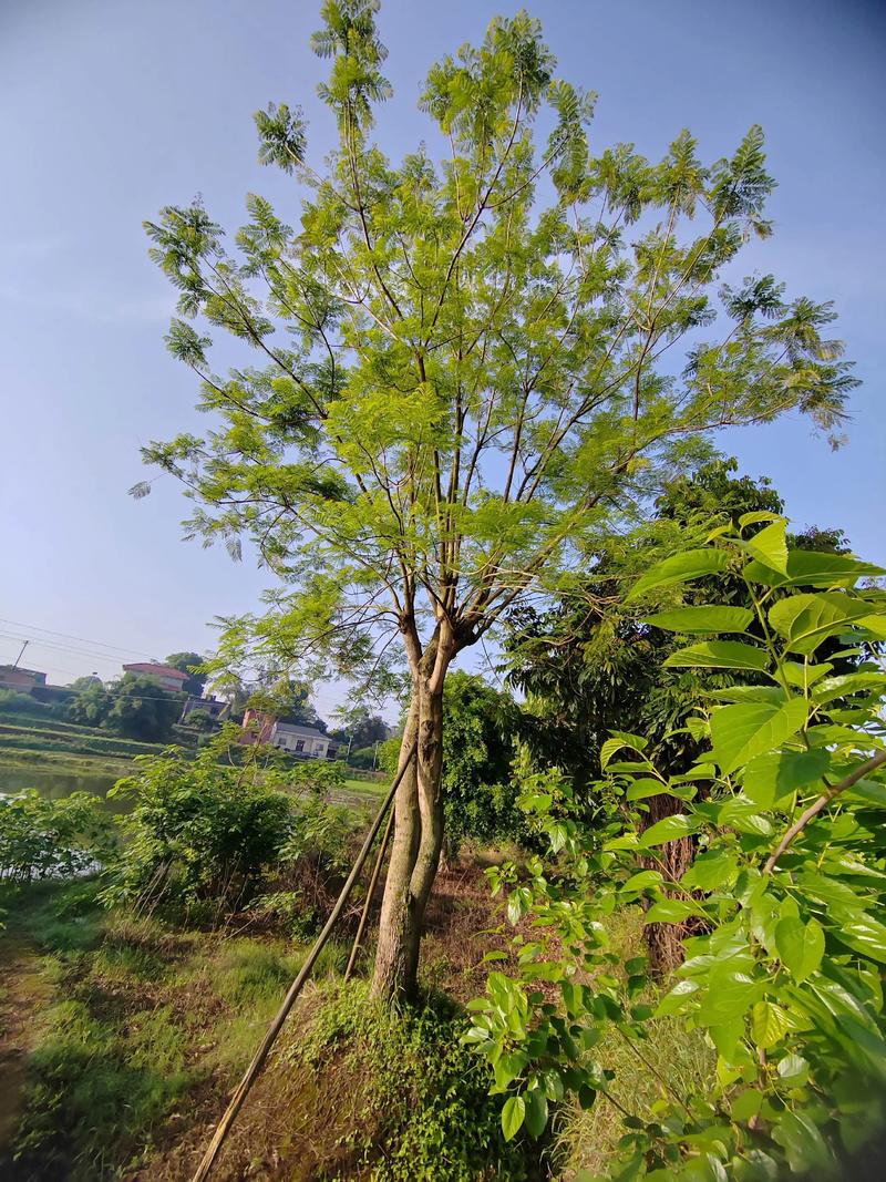 修剪与长期管理：蓝花楹的整形要点