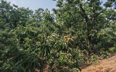 树上板栗怎么摘下来？板栗种植专家教你高效采收与品种选择全攻略