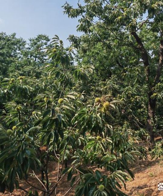 树上板栗怎么摘下来？板栗种植专家教你高效采收与品种选择全攻略