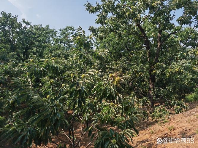 树上板栗怎么摘下来？板栗种植专家教你高效采收与品种选择全攻略