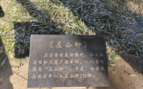 门前不栽柳，棺材不进院？详解砍掉门前柳树的大忌与科学替代方案