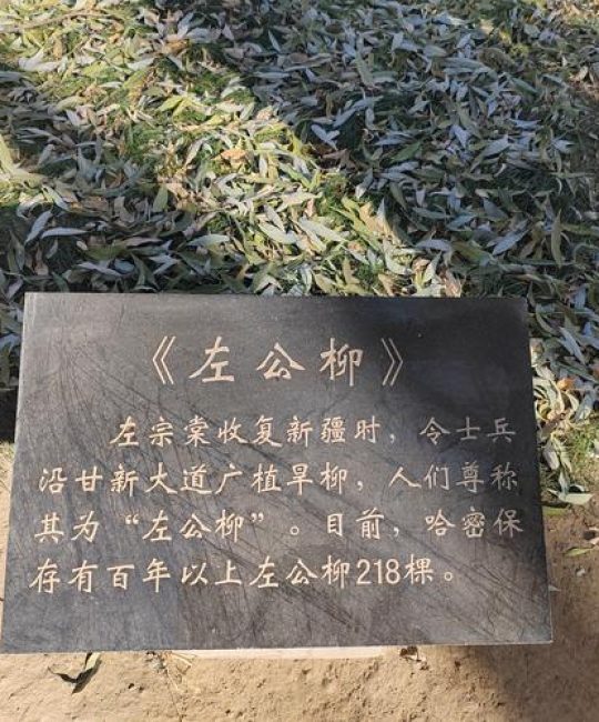 门前不栽柳，棺材不进院？详解砍掉门前柳树的大忌与科学替代方案