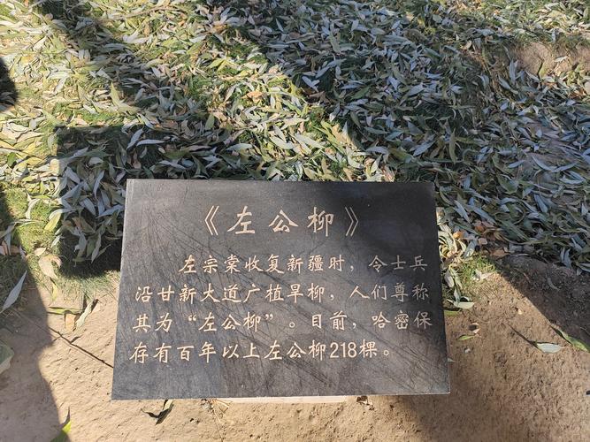 门前不栽柳，棺材不进院？详解砍掉门前柳树的大忌与科学替代方案