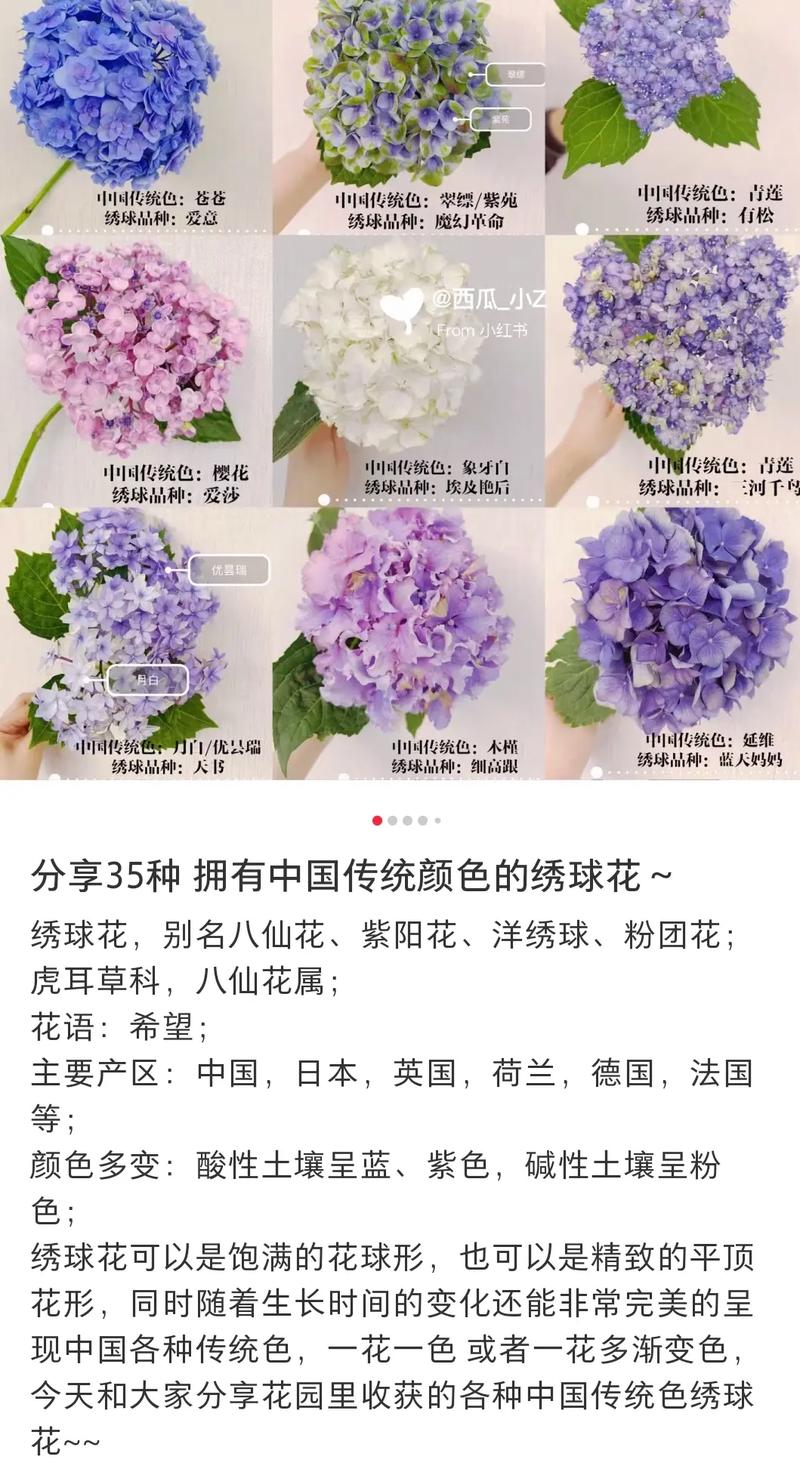一盆绣球花多少钱?2026年最新价格区间与五大影响因素全解析 咨询指南:你适合买哪种绣球花?