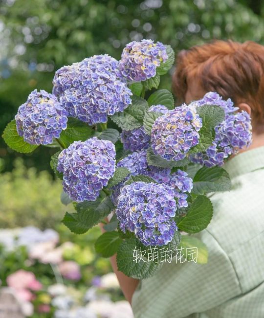 一束绣球花多少钱？2026年市场行情与价格影响因素全解析