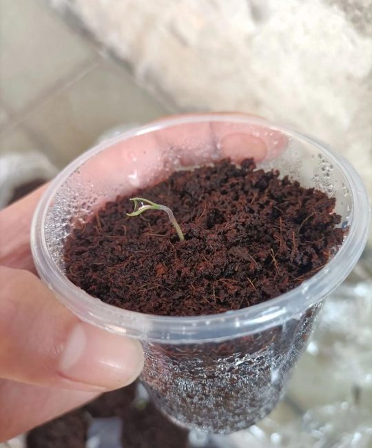 西红柿籽能直接种吗？家庭种植全流程与注意事项