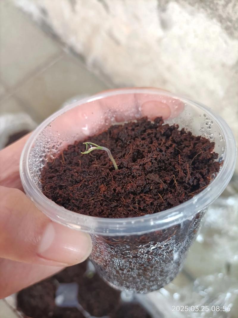 西红柿籽能直接种吗?家庭种植全流程与注意事项 西红柿籽能直接种吗?家庭种植全流程与注意事项